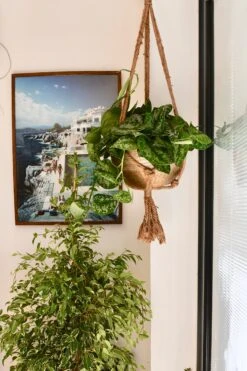 Scindapsus Pictus Trebie 16cm X 30cm