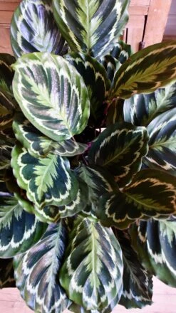 XL Calathea Roseopicta 'Medallion' -Plant Sale Store 98bb8d b62337bed3ca4f7380ff291d38885f6f mv2