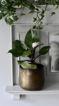 Philodendron White Knight 18 Philodendron White Knight -Plant Sale Store 98bb8d b62891fee512441f911c28d5926f296e mv2