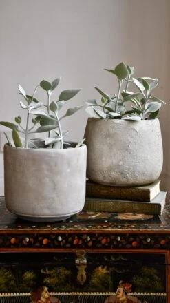 Kalanchoe Bracteata (Silver Teaspoons Plant) 11 Kalanchoe Bracteata (Silver Teaspoons Plant) -Plant Sale Store 98bb8d b98fae4c226c4a9b855f0da66c377724 mv2