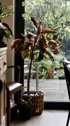 Ficus Pink Princess Tree 6 Ficus Pink Princess Tree -Plant Sale Store 98bb8d ba936b4fb92f4211983257f414a6b4c7 mv2