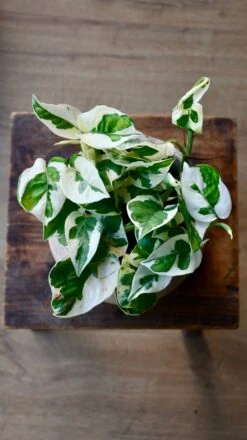 Scindapsus 'N'joy 6 Scindapsus 'N'joy -Plant Sale Store 98bb8d bb1b39cf048c405d8731f116c7bfe5b4 mv2