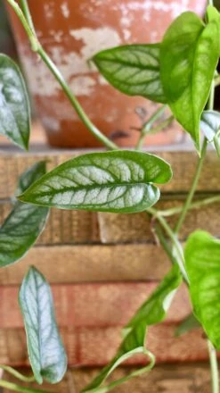 Monstera Siltepecana -Plant Sale Store 98bb8d bba3b6e9ea0748249c3f7435ffb410a2 mv2