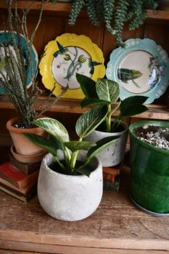 Philodendron Birkin - White Measure 7 Philodendron Birkin - White Measure -Plant Sale Store 98bb8d bc48cf8fd46a403b9af2586484419e31 mv2