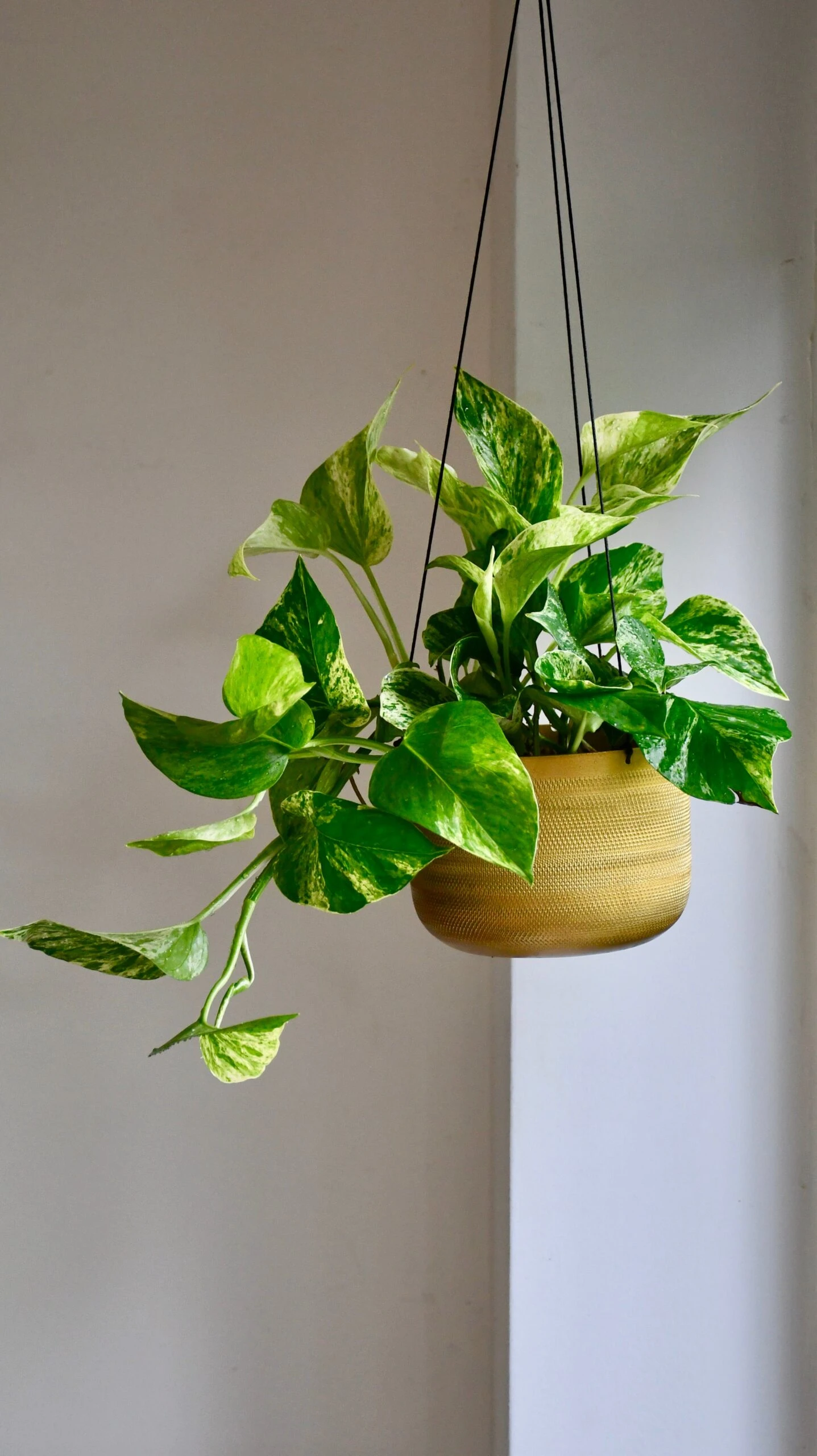 Scindapsus Marble Queen | Pothos | 30cm Hanging Pot Plant 4 Scindapsus Marble Queen | Pothos | 30cm Hanging Pot Plant - Image 4