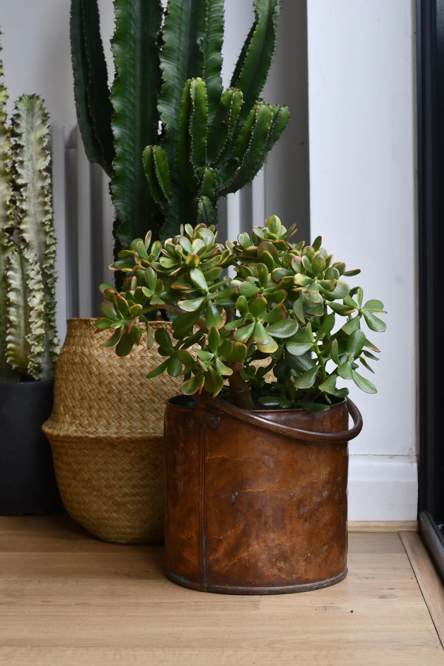 Crassula Ovata Hummels Sunset 1 Crassula Ovata Hummels Sunset