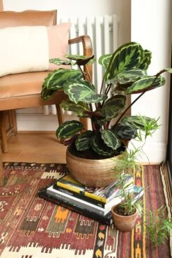 Calathea Veitchiana, Calathea Medallion, Prayer Plant -Plant Sale Store 98bb8d bf1fa2f56f564607bde8a773a383052d mv2 d 2848 4272 s 4 2