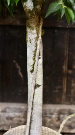 Ficus Benjamina (weeping Fig, Benjamin Fig Or Ficus Tree) -Plant Sale Store 98bb8d bf7aae56c1014d468154f35df472ba2b mv2