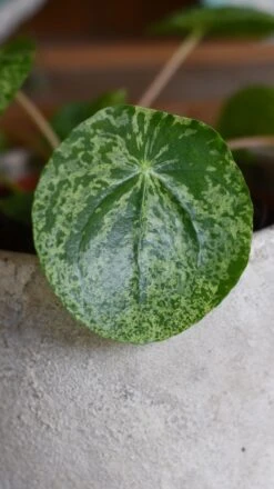 Pilea Mojito - Variegated Pilea Peperomioides *very Rare* -Plant Sale Store 98bb8d bfddbb17bd624e9499a0a54f16f41e8d mv2