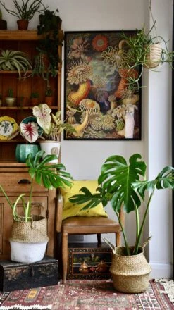 Medium Monstera Deliciosa (Elegant Stem Form) 22 Medium Monstera Deliciosa (Elegant Stem Form) -Plant Sale Store 98bb8d c094eb5152e944ac97278dff2ed15b31 mv2