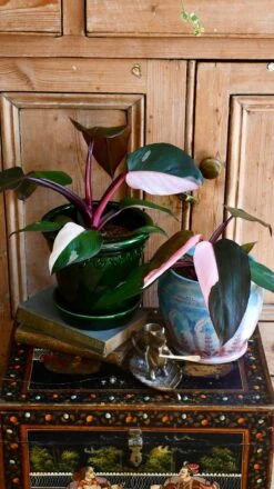 Pink Princess Philodendron 9cm Pot 12 Pink Princess Philodendron 9cm Pot -Plant Sale Store 98bb8d c16c21e4150c4790bac425676c224a19 mv2