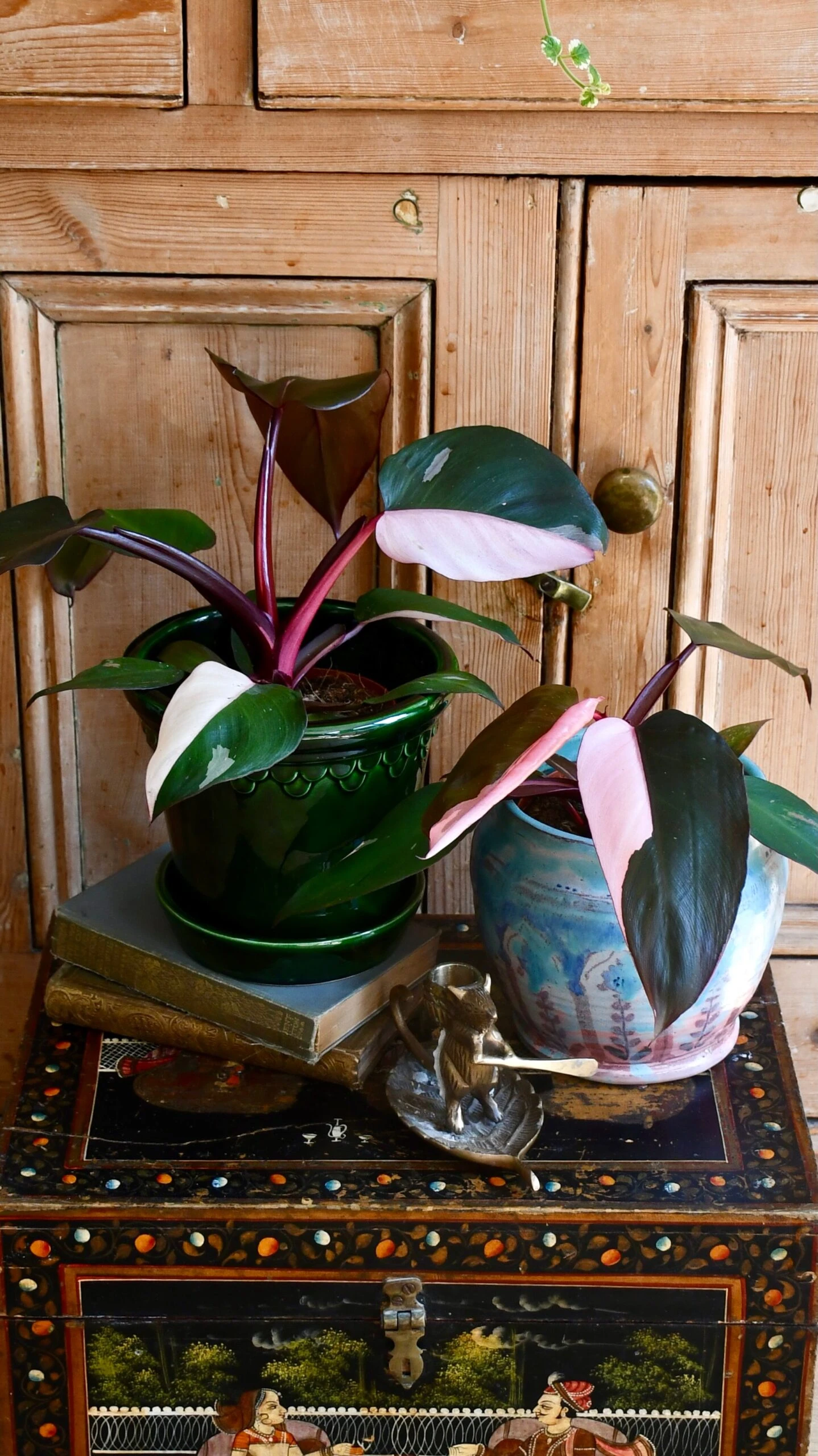 Pink Princess Philodendron 9cm Pot 5 Pink Princess Philodendron 9cm Pot - Image 5