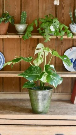 Variegated Monstera - Lots Of White Variegation 12cm X 40cm 16 Variegated Monstera - Lots Of White Variegation 12cm X 40cm -Plant Sale Store 98bb8d c40bc5cb5bbf4490b05f432599de695b mv2