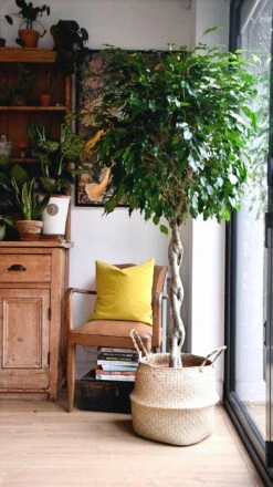 Weeping Fig Tree - Ficus Benjamina -Plant Sale Store 98bb8d c413d3a4f3d84389806fbe1f74143e78 mv2