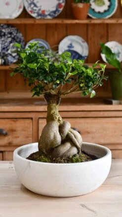 XL Ficus Retusa Or 'Ginseng'Bonsai Tree -Plant Sale Store 98bb8d c417b8bf7cb74ea5859af48fc57ddfa6 mv2