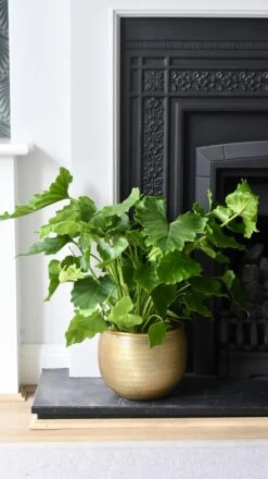 Philodendron Bipinnatifidum - Philodendron Hope