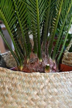 Cycas Revoluta - Sago Palm -Plant Sale Store 98bb8d c4624c27005349848afc7dc1020c1a61 mv2 d 2848 4272 s 4 2