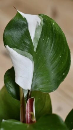 Philodendron White Knight 19 Philodendron White Knight -Plant Sale Store 98bb8d c51e6883ad894a068ba53bcb15850857 mv2