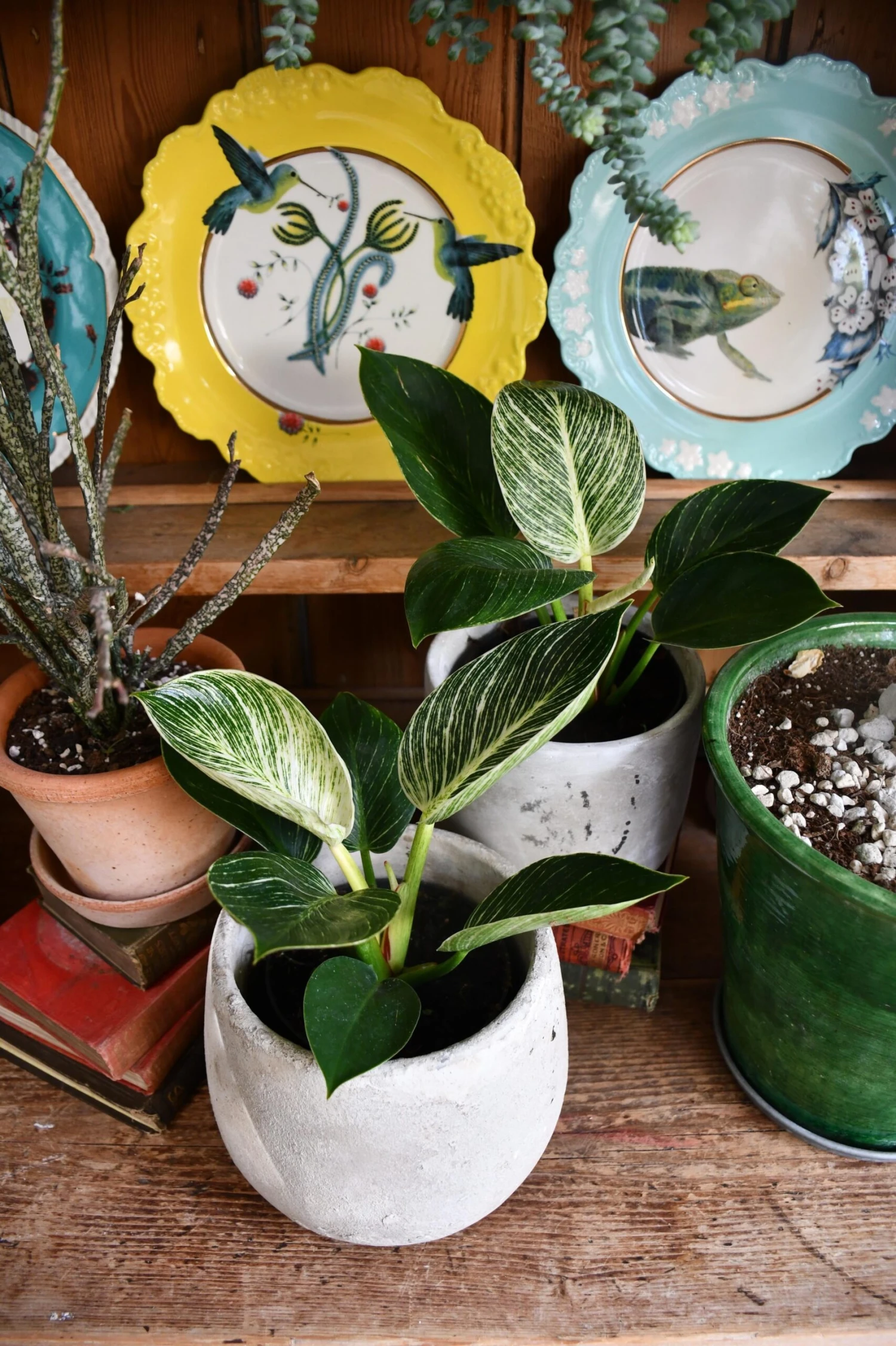 Philodendron Birkin - White Measure 2 Philodendron Birkin - White Measure - Image 2