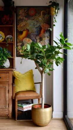 Ficus Benghalensis Audrey (Bengal Fig) -Plant Sale Store 98bb8d c59b260523774e7f86f2e3ed0cb93935 mv2