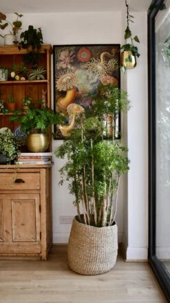 Polyscias Ming Or Aralia Ming 13 Polyscias Ming Or Aralia Ming -Plant Sale Store 98bb8d c5a2a3b1efd7495f8d3b70f92d1d25db mv2