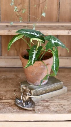 Syngonium Wendandii -Plant Sale Store 98bb8d c6bc0364f2334db78b0d56bdc4127919 mv2