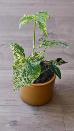 Syngonium Mottled | Mojito -Plant Sale Store 98bb8d c779fee02ea94f60a233cc5e93765ea5 mv2