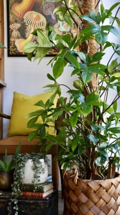 Philodendron Pedatum 7 Philodendron Pedatum -Plant Sale Store 98bb8d c836a7111fc24024b4ce110a89780660 mv2