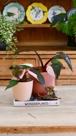 Pink Princess Philodendron 9cm Pot