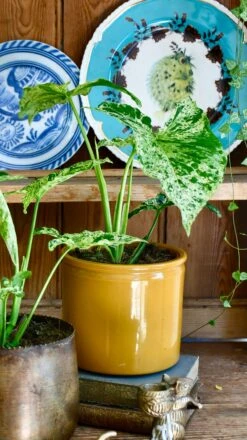 Syngonium Mottled | Mojito -Plant Sale Store 98bb8d c8f527fd89ce45708af2b4587f72af53 mv2