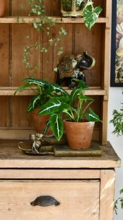 Syngonium Wendandii -Plant Sale Store 98bb8d ca32a5c950034fbca567853494f62525 mv2