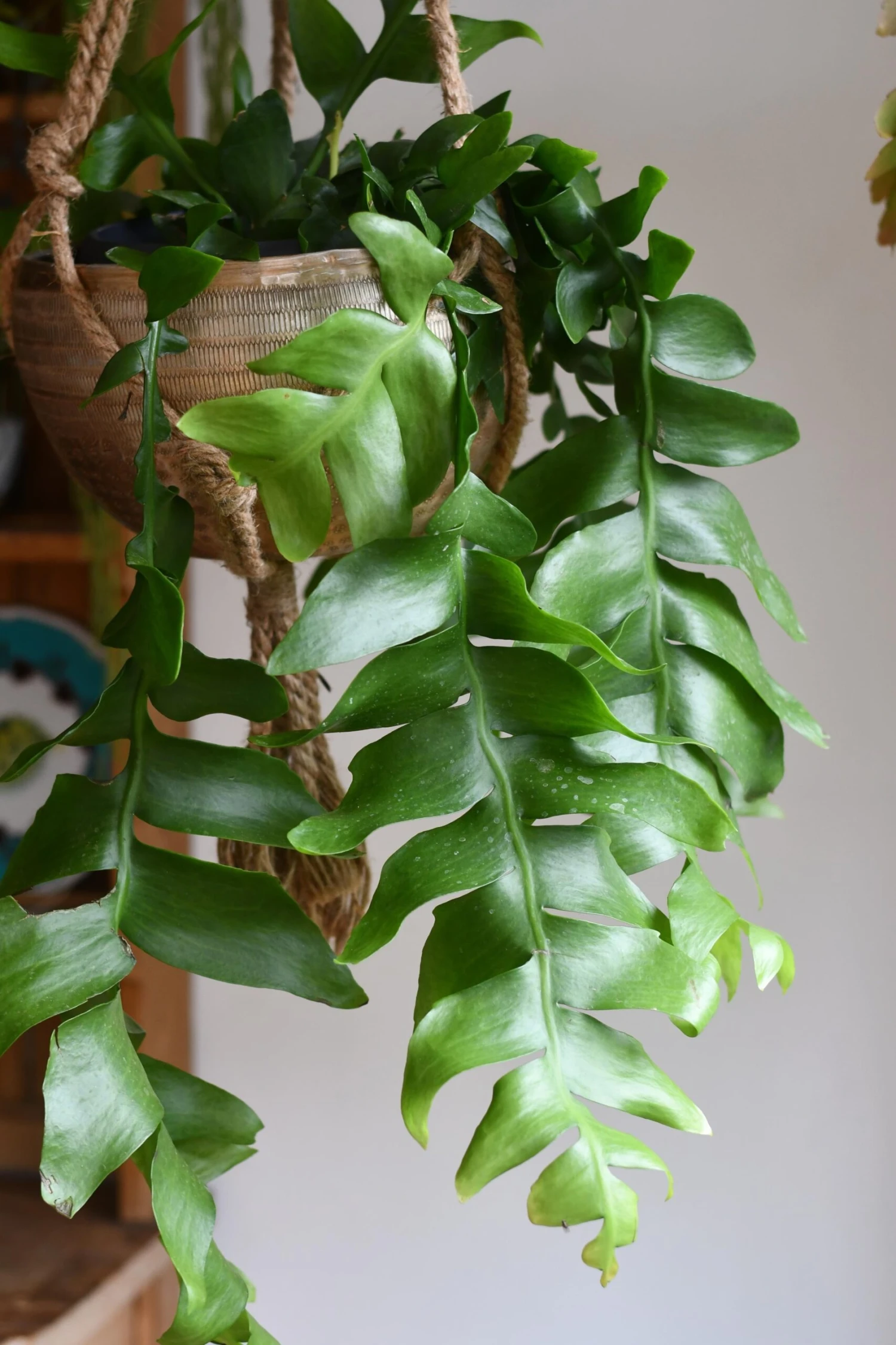 Selenicereus Chrysocardium - Fern Leaf Cactus 2 Selenicereus Chrysocardium - Fern Leaf Cactus - Image 2
