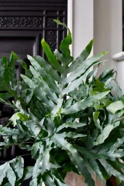 Phlebodium Aureum 'Blue Star Fern' -Plant Sale Store 98bb8d cb83f7b19a2c4cc99e278bae4dc04beb mv2 d 3193 4791 s 4 2 4cbab39c e66a 4b69 84a2 ad42e446130b