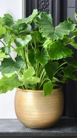 Philodendron Bipinnatifidum - Philodendron Hope -Plant Sale Store 98bb8d cc618a131d724f5fac3348849060ae17 mv2