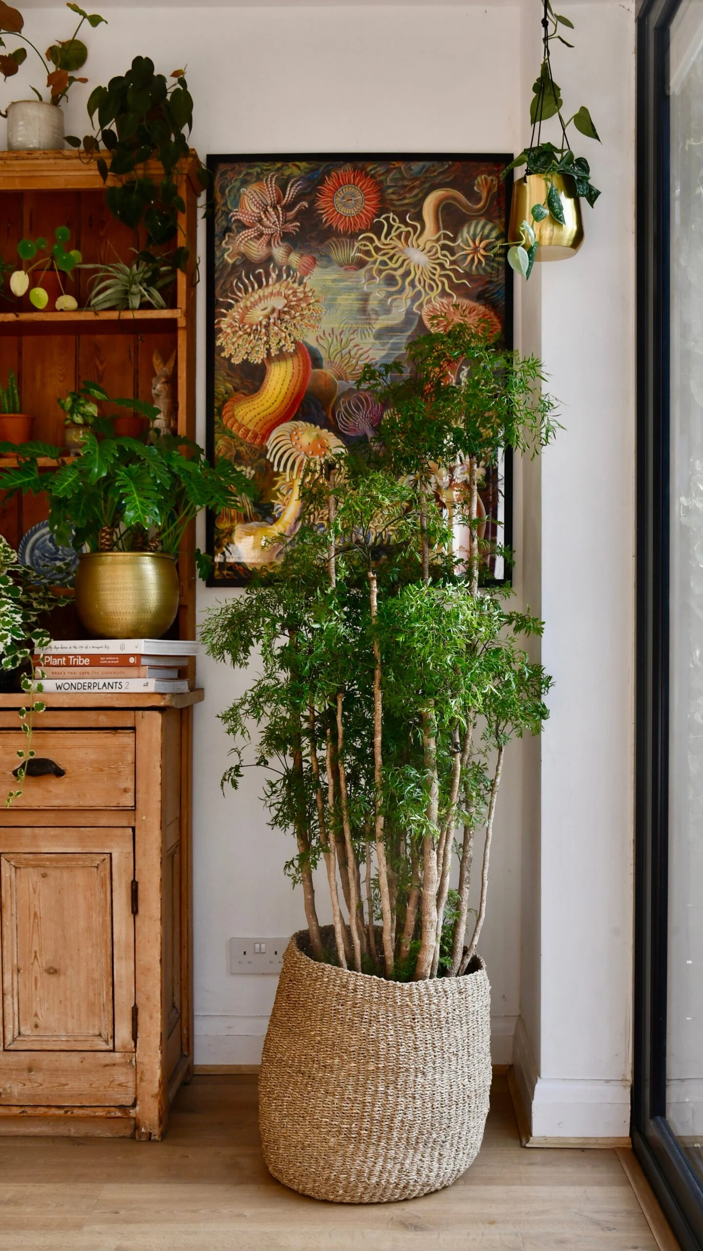 Polyscias Ming Or Aralia Ming 2 Polyscias Ming Or Aralia Ming - Image 2