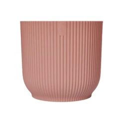 Aspidistra Elatior And Vibes Pot (Cast Iron Plant) -Plant Sale Store 98bb8d cd8d82a287b14739b5f2ed59f33e9611 mv2