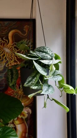 Brussels Hanging Basket 18cm -Plant Sale Store 98bb8d ce336173d3e449e990933930915fdf3e mv2