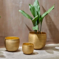 Tembesi Etched Planter Medium Brass -Plant Sale Store 98bb8d ce762887018d4e32b2d0b679e40ab483 mv2 3d209a6b cb06 4eaf a22d 1afbde4566a9