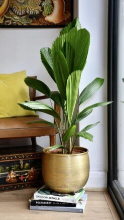 Licuala Grandis Palm 11 Licuala Grandis Palm -Plant Sale Store 98bb8d cef70bb0be8b407da05420fa85c9ad43 mv2