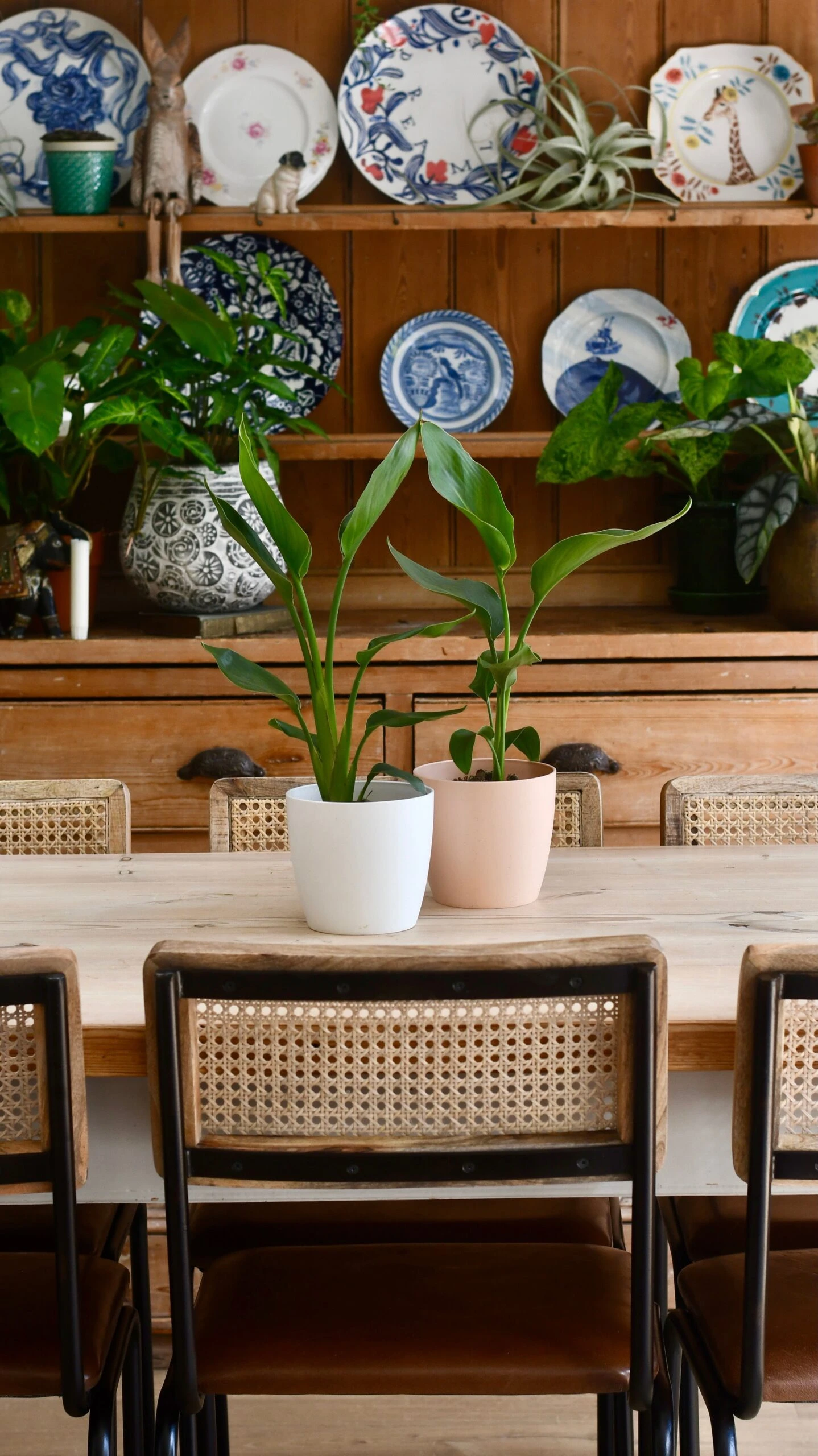 Baby Strelitzia Nicolai & Pot | Bird Of Paradise | White Bird Of Paradise | Wild Banana 2 Baby Strelitzia Nicolai & Pot | Bird Of Paradise | White Bird Of Paradise | Wild Banana - Image 2