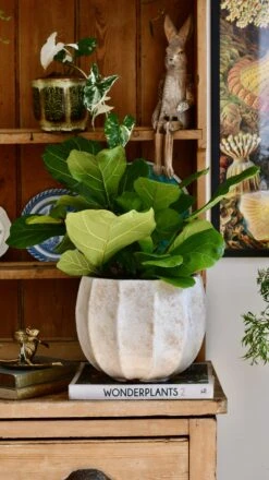 Bonsai Fig Tree ‘Ficus Lyrata' -Plant Sale Store 98bb8d d084c24b3a644cbea3a9c20839699e9c mv2