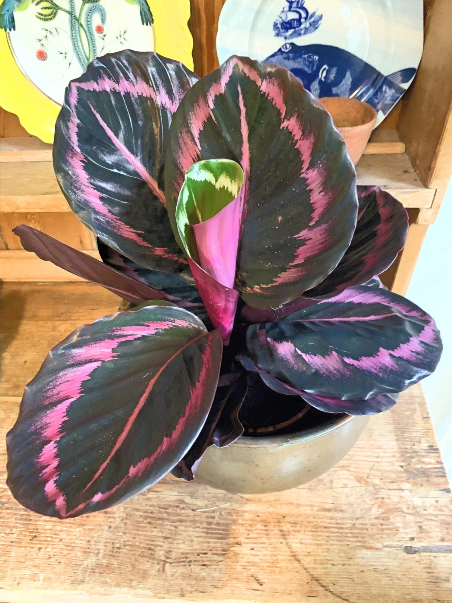 Calathea Roseopicta Purple 1 Calathea Roseopicta Purple