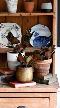 Black Velvet Jewel Orchid *rare* (Ludisia Discolor Black Velvet) -Plant Sale Store 98bb8d d123e6091532461ab23aae437ca39e7b mv2