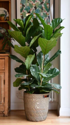 Fiddle Leaf Fig Tree (Ficus Lyrata With Three Stem) 6 Fiddle Leaf Fig Tree (Ficus Lyrata With Three Stem) -Plant Sale Store 98bb8d d23dbbf926eb45248507d4656229dd31 mv2