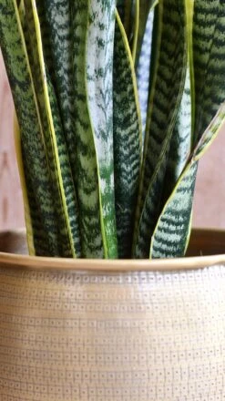 Sansevieria Trifasciata Laurentii & Brass Pot 8 Sansevieria Trifasciata Laurentii & Brass Pot -Plant Sale Store 98bb8d d31a53a464194583ba9b35e2bdcd9a6c mv2