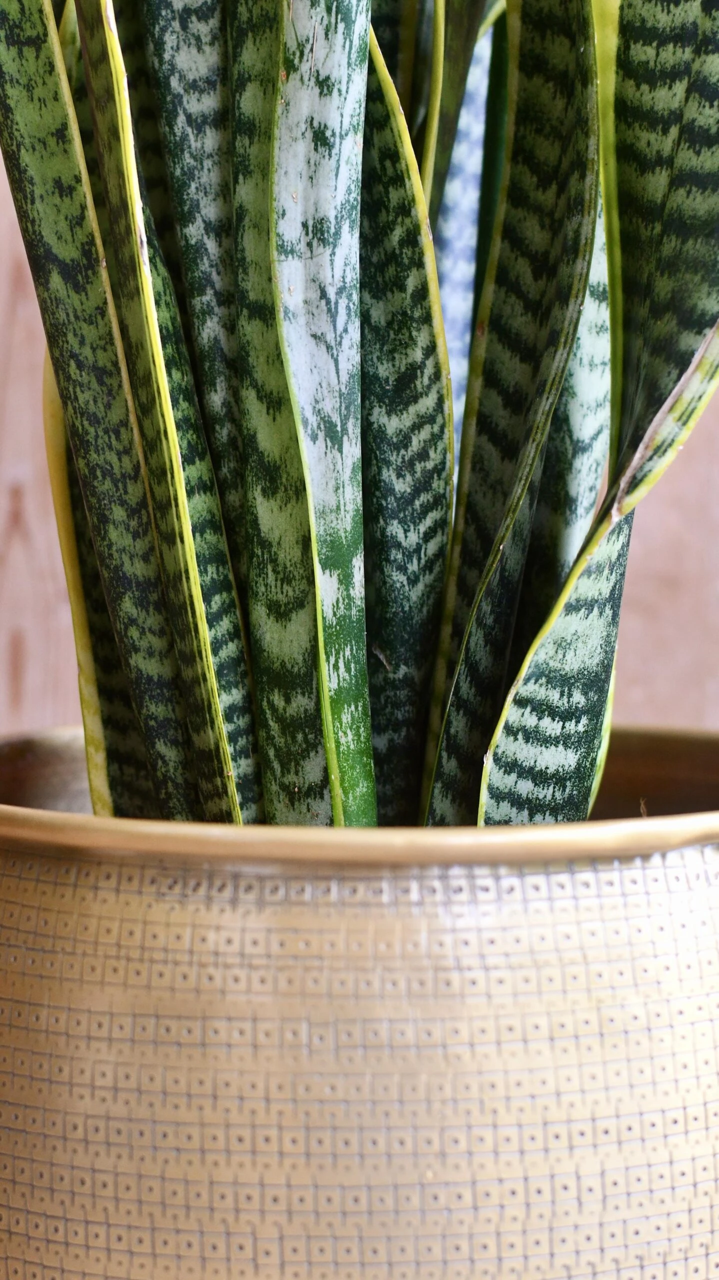 Sansevieria Trifasciata Laurentii & Brass Pot 4 Sansevieria Trifasciata Laurentii & Brass Pot - Image 4