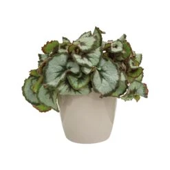 Brussels Round Plant Pot 14cm 14 Brussels Round Plant Pot 14cm -Plant Sale Store 98bb8d d31c685486a345e4ad134756a12f5975 mv2