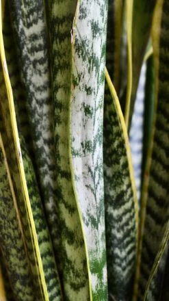 Sansevieria Trifasciata Laurentii & Brass Pot 9 Sansevieria Trifasciata Laurentii & Brass Pot -Plant Sale Store 98bb8d d375aca1f03a48d2b3a21dfa24340267 mv2
