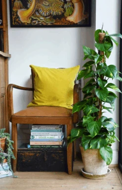 Golden Pothos On Moss Pole | Devils Ivy | Epipremnum Aureum