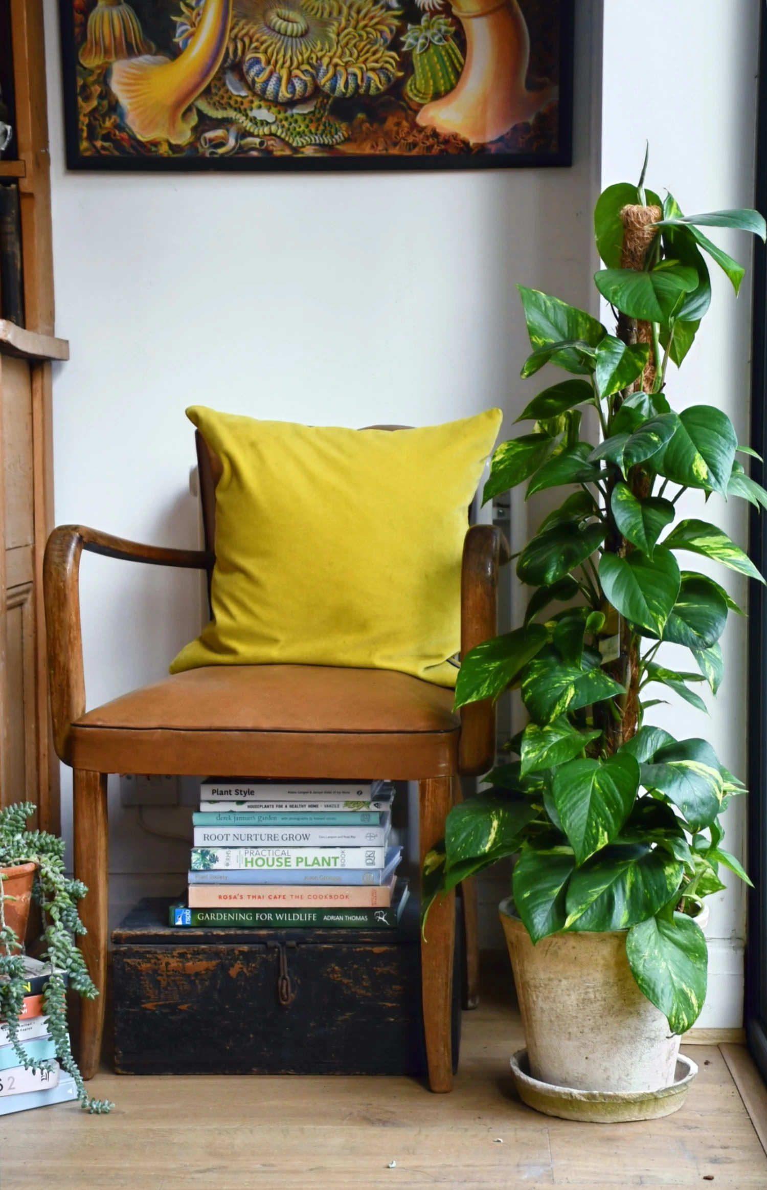 Golden Pothos On Moss Pole | Devils Ivy | Epipremnum Aureum 1 Golden Pothos On Moss Pole | Devils Ivy | Epipremnum Aureum